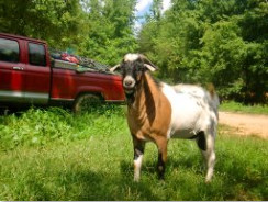 Bumpass, Virginia Scene