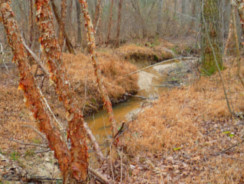 Bumpass, Virginia Scene