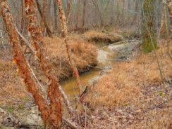 Bumpass, Virginia Scene